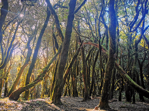 Island Learning La Gomera, Escuela de idiomas en San Sebastián de La Gomera,Santa Cruz de Tenerife