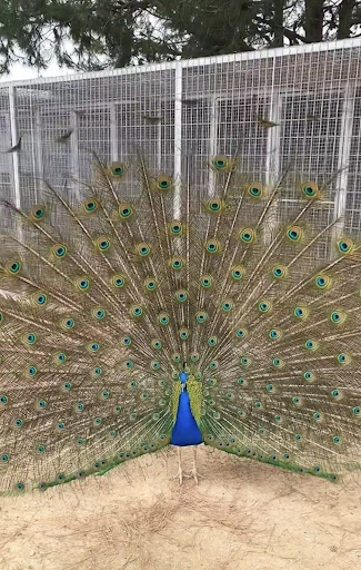 ANIMALATE, Escuela agrícola en Albalate de Cinca,Huesca