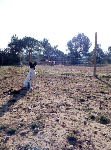 Escola Canina Cave Canem, Entrenador de perros en Sant Martí de Tous,Barcelona