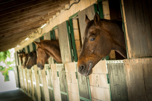 Centro Ecuestre Orive, Escuela de equitación en Zalla,Bizkaia