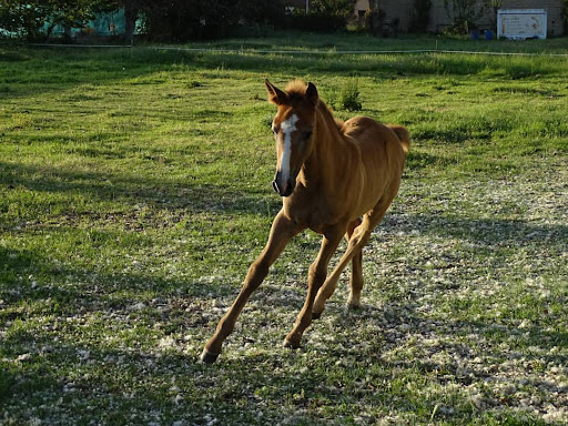 Centro Hipico Equus Bierzo, Escuela de equitación en Carracedelo,León