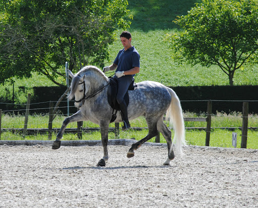 Centro Hípico del Pisueña, Escuela de equitación en Villacarriedo,Cantabria
