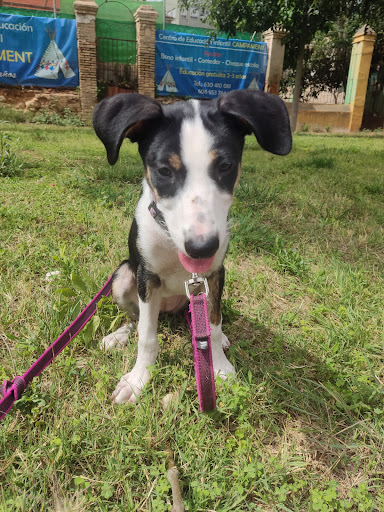 D&D adiestramiento y educación canina, Entrenador de perros en Godelleta,Valencia