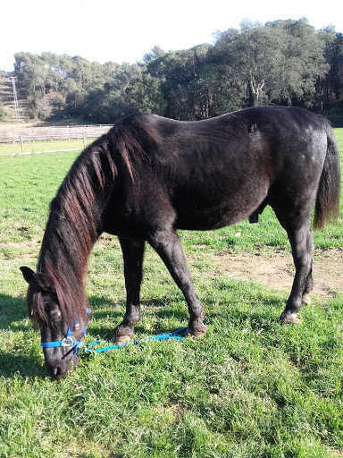 CLUB EQUIPACIÓ COSTA BRAVA, Escuela en Mont-ras,Girona