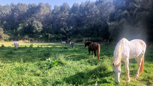 Hípica Can Camps, Escuela de equitación en Sant Quirze del Vallès,Barcelona