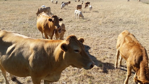 CFEA - Centro de Formación e Experimentación Agraria de Monforte de Lemos, Centro de entrenamiento en Monforte de Lemos,Lugo