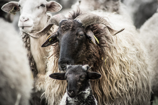 Granja Escuela -HARITZ BERRI-, Escuela agrícola en Ilundáin,Navarra